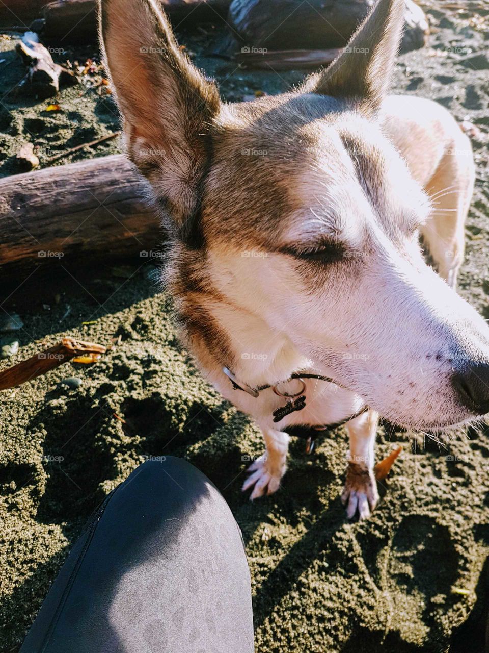 retired sled dog at beach :)