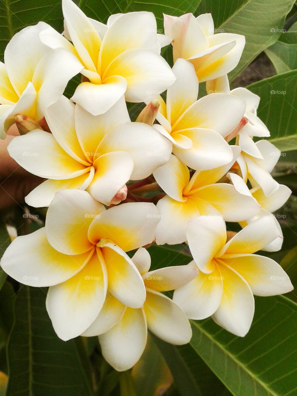 Plumeria flower in garden