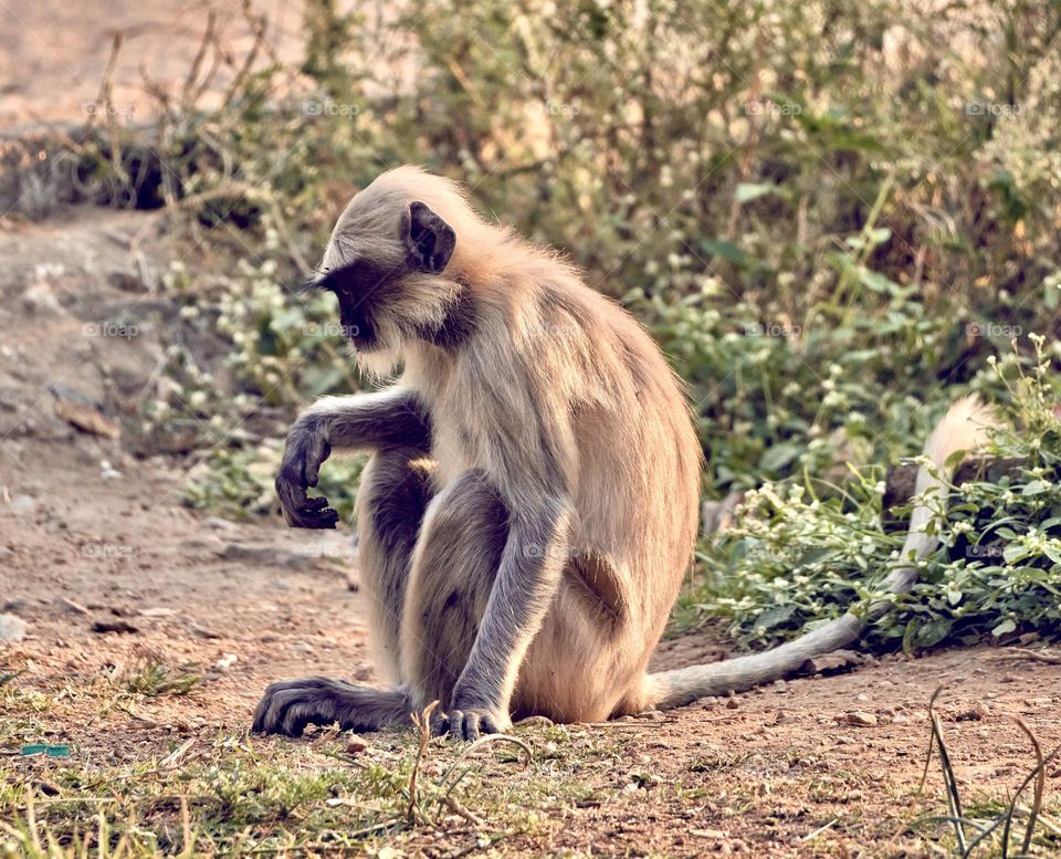 Animal photography  -  Natural Beauty  - Monkey 