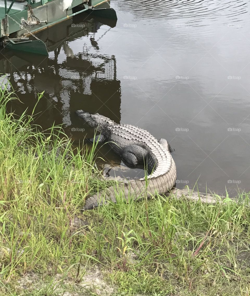 Alligator Chilling Out