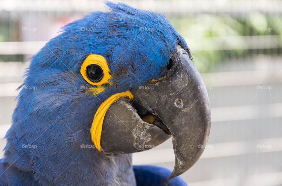 Friendly blue parrot