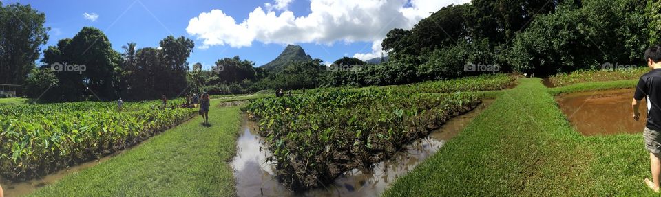 Green taro mud fields in Hawaii 