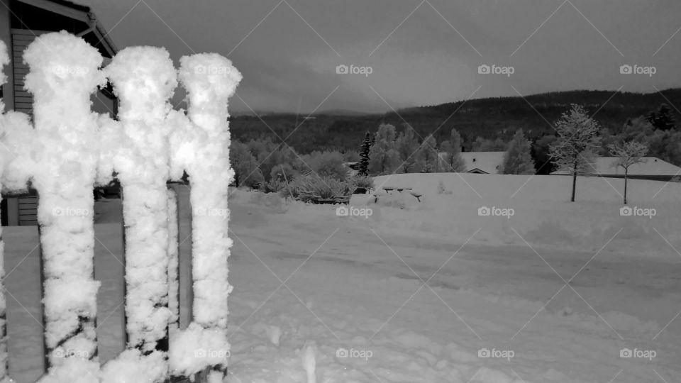 Black and white winter view