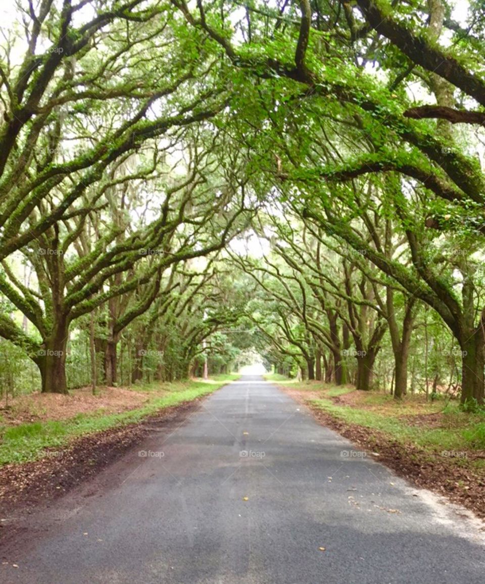 A beautiful scenic side street in South Carolina with a tree tunnel