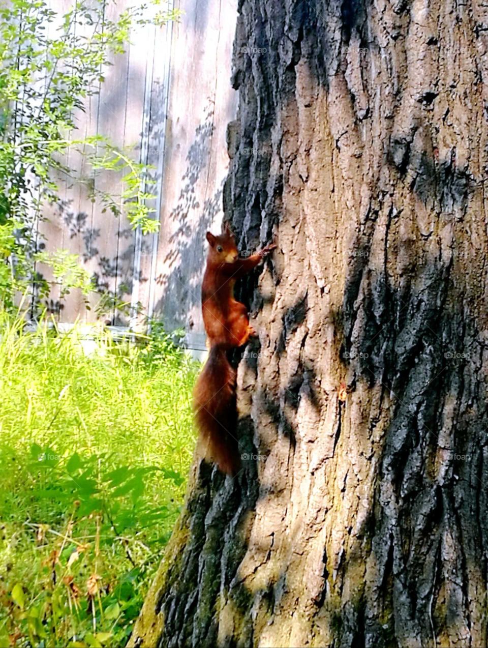 Squirrel...🐿