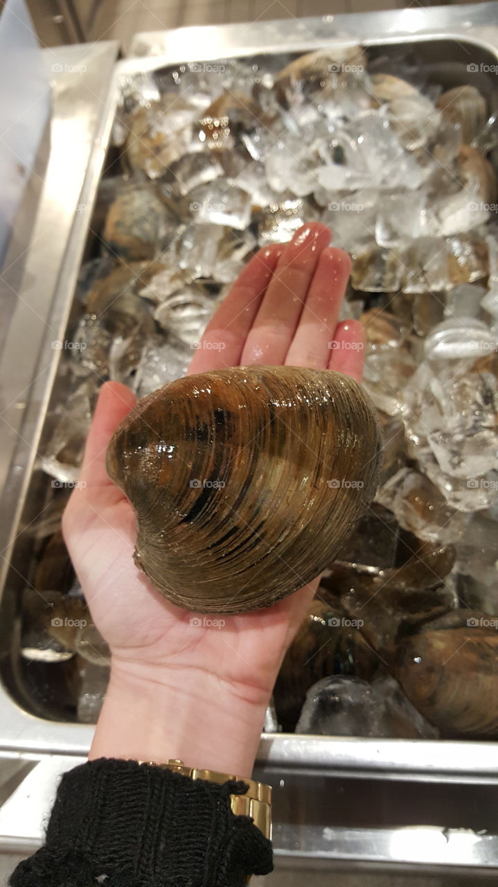 huge clam