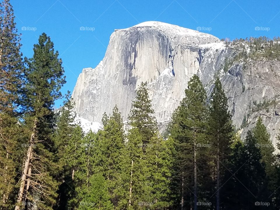 half dome and trees