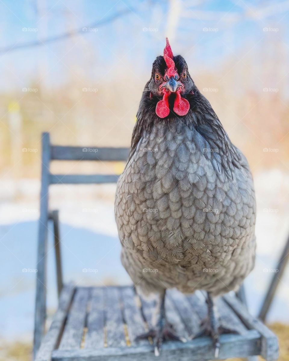 hen