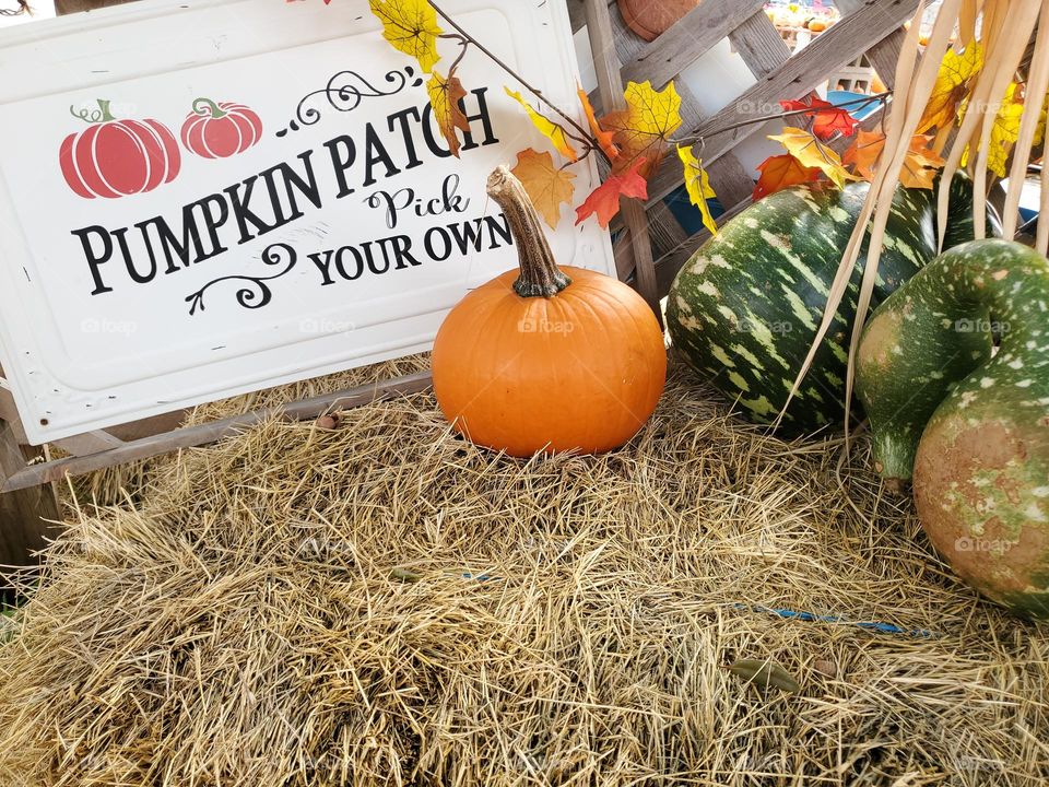 Tradition annual fall season pumpkin patch.  Hay, pumpkins, gourds, etc