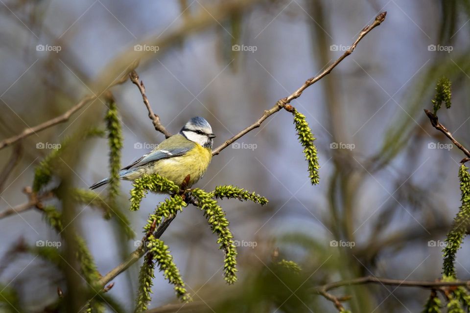 a portrait of a blue tit sitting on a small twig of a bush. the bird has yellow and blue feathers.