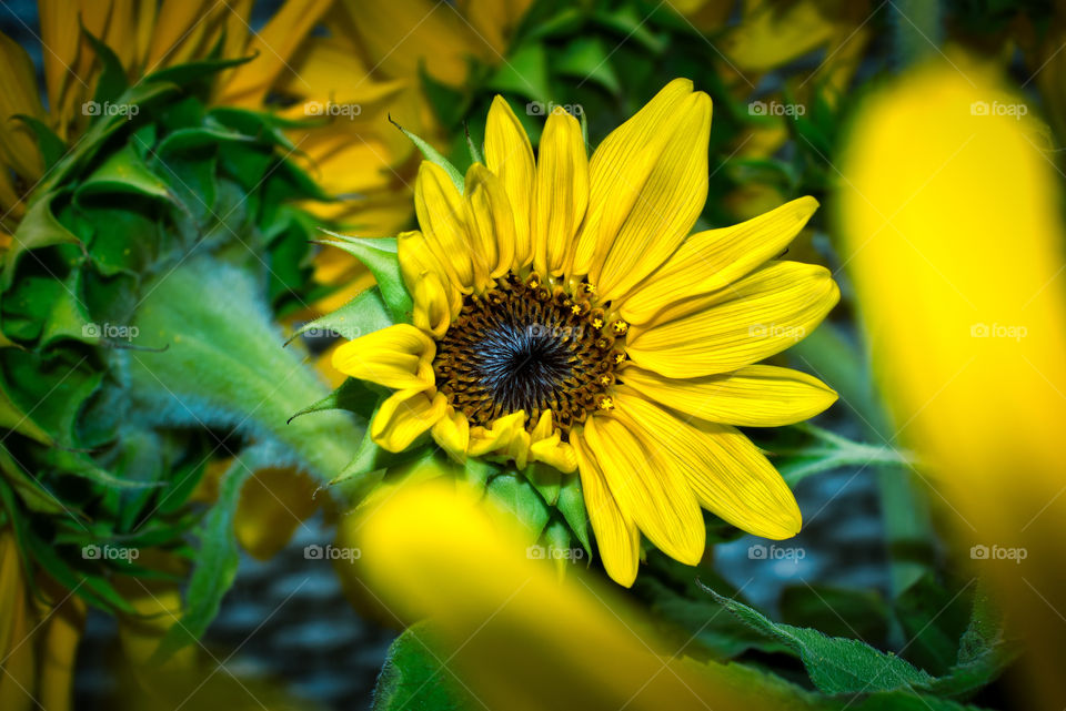 Sunflower