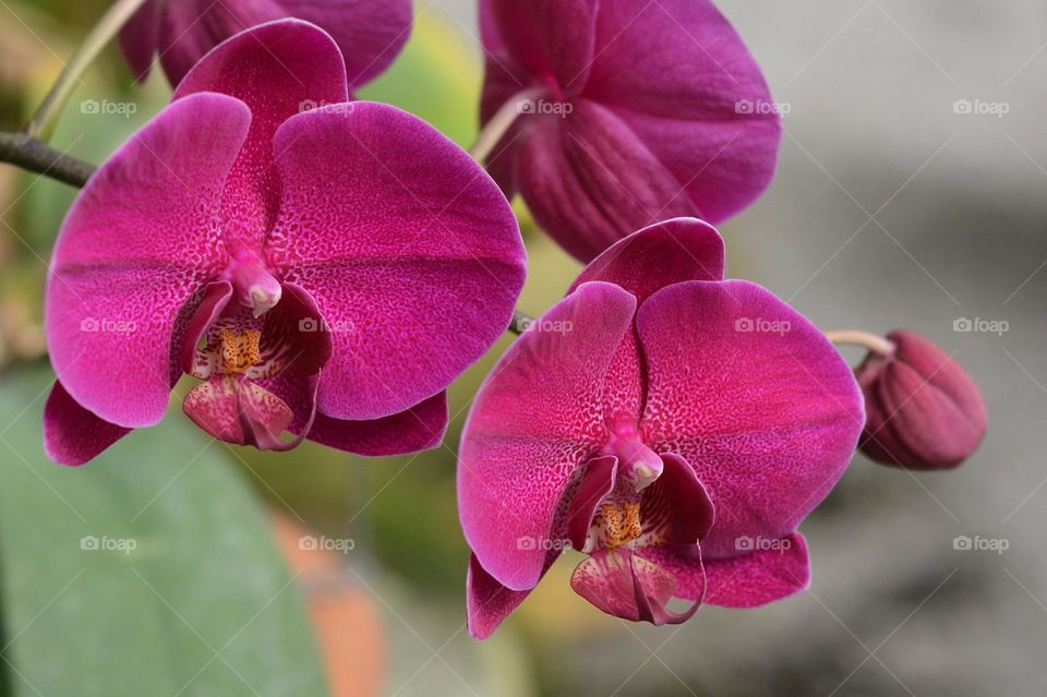 Magenta pantone flora