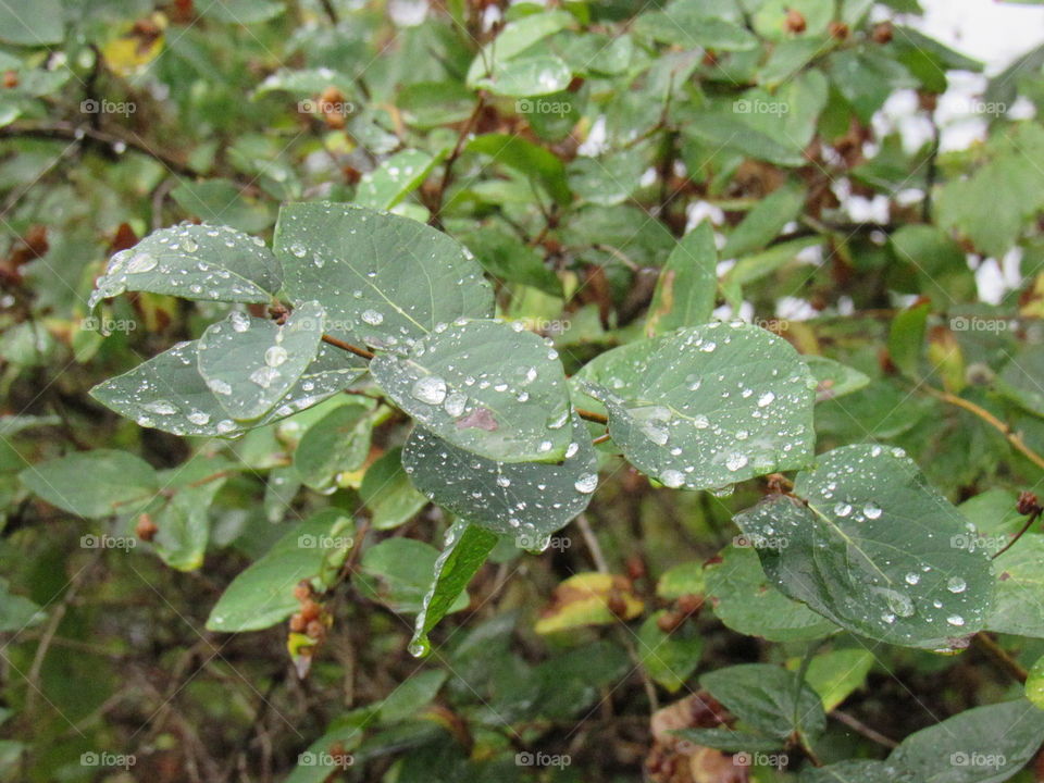 Raindrops on leaves 