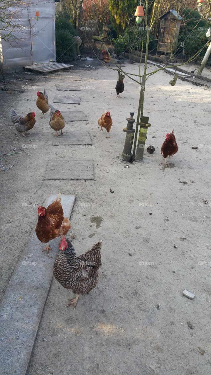 Hühner auf der Farm