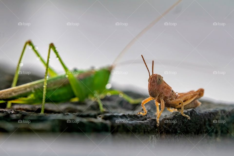 A short-horned grasshopper shares a post with a slender meadow Katydid to dry out after a rain. Raleigh, North Carolina. 