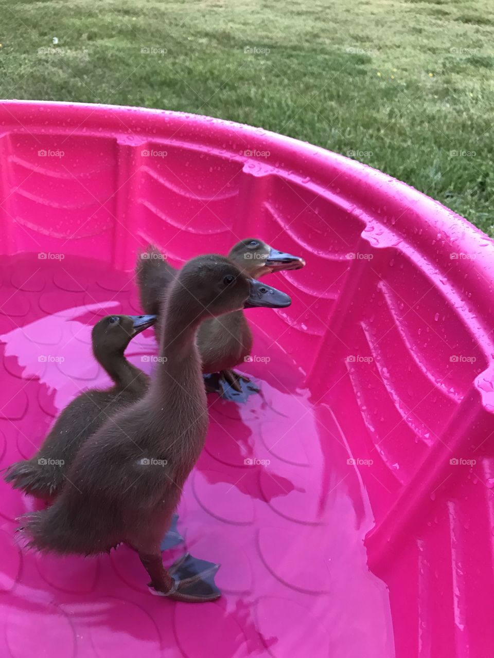 Ducks 