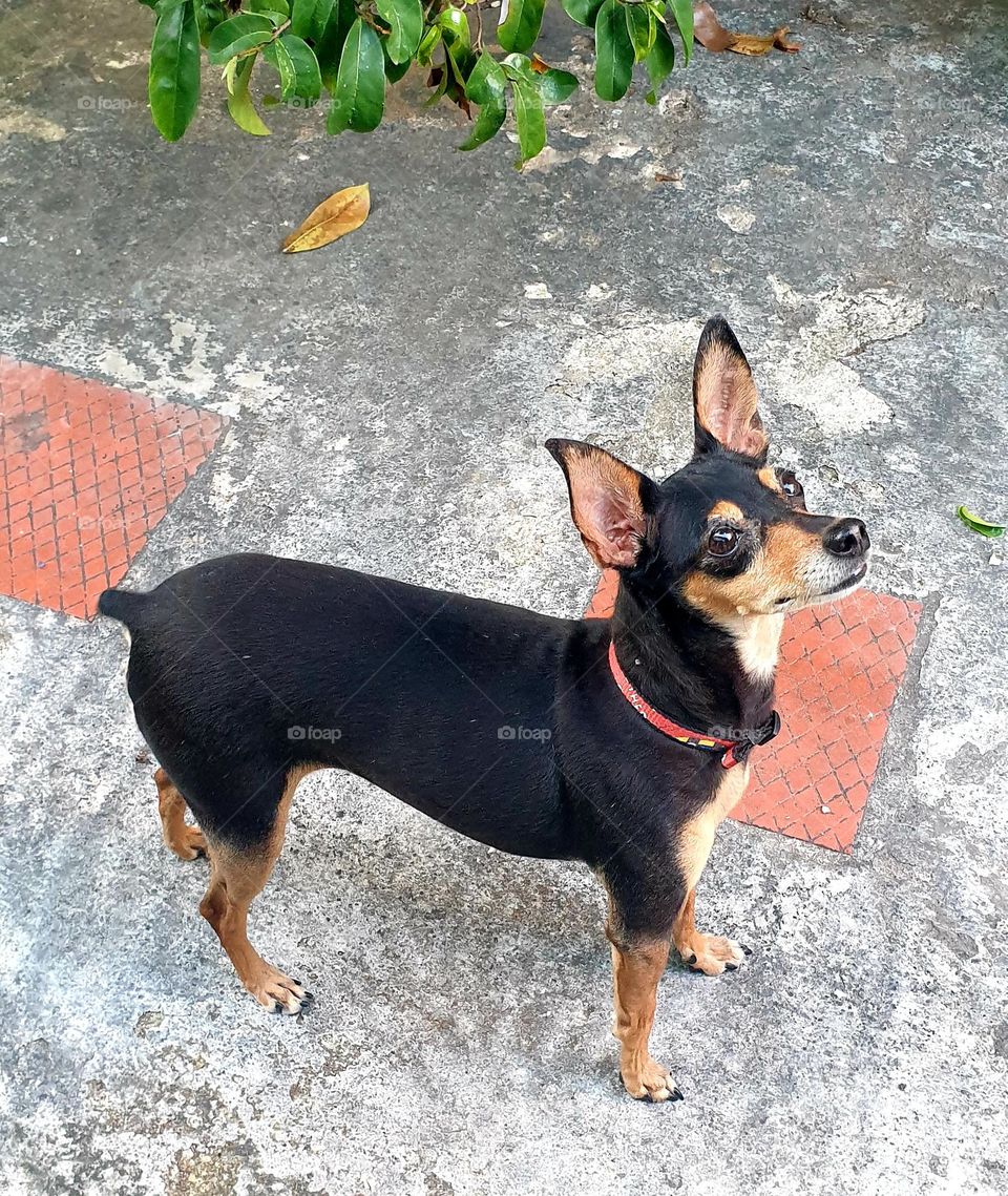 The miniature pinscher is a breed of dog belonging to the family of Pinschers originating in Germany.