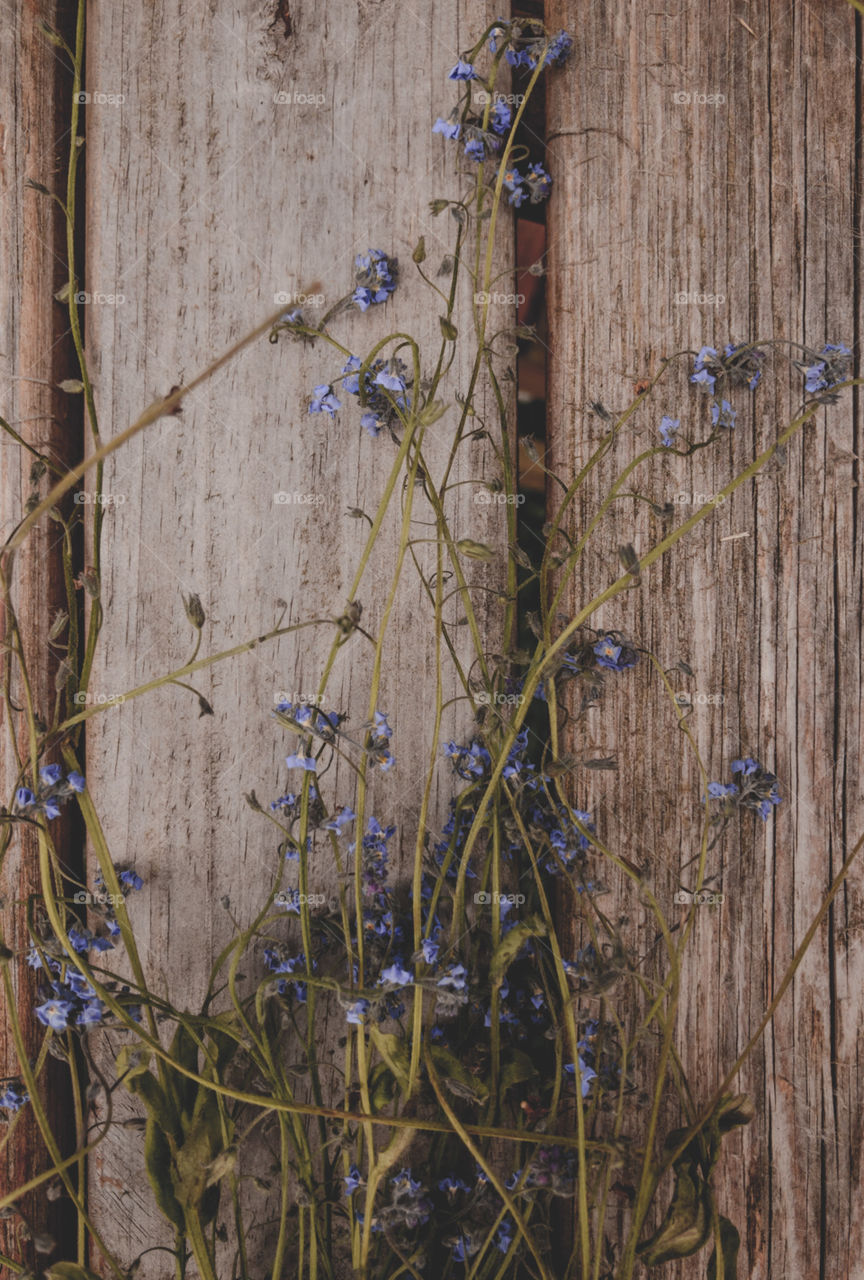 Forget me nots