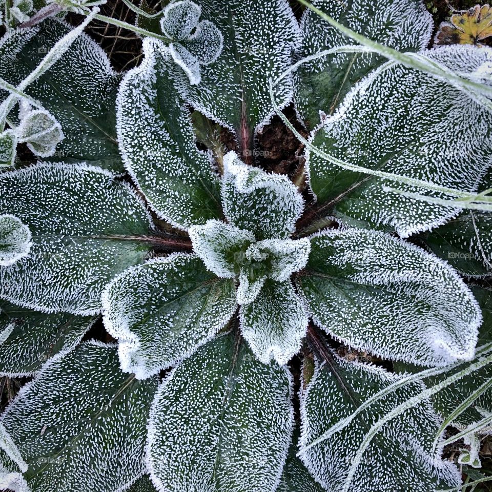 Purple Viper's Bugloss leaves covered in early morning frost