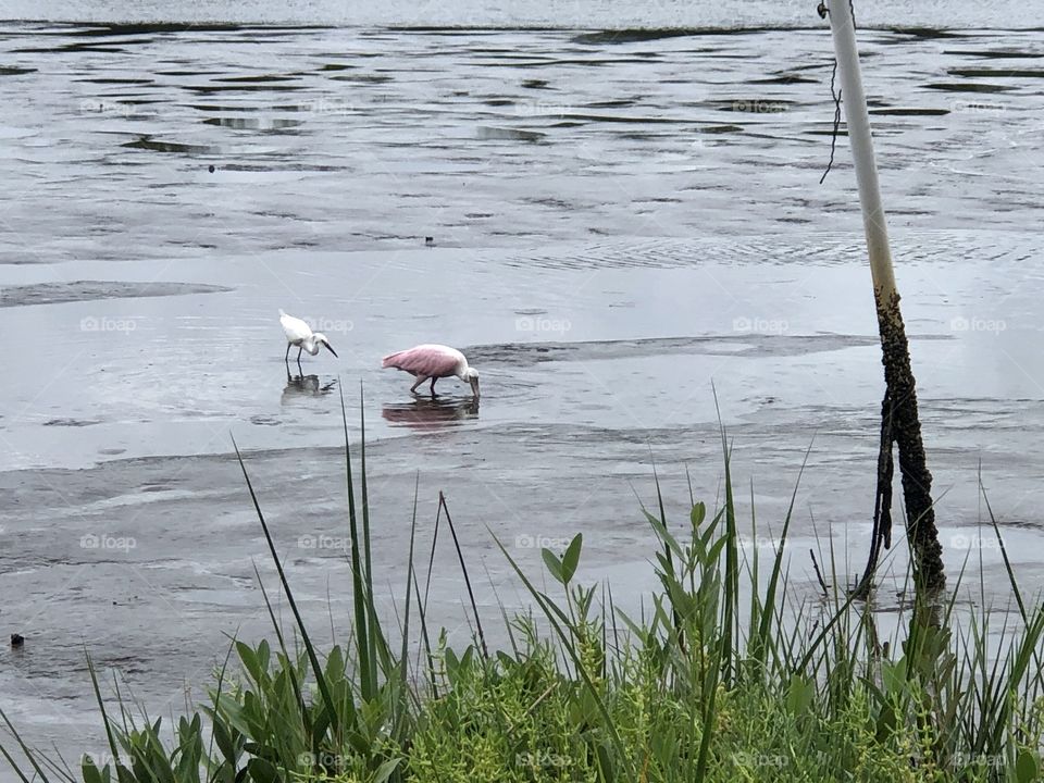 Roseate spoonbill and snowy egret in the marsh at low tide