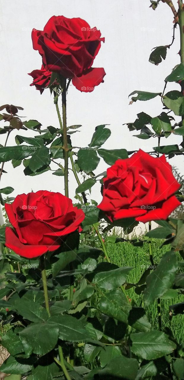 A bouquet of magnifique red roses