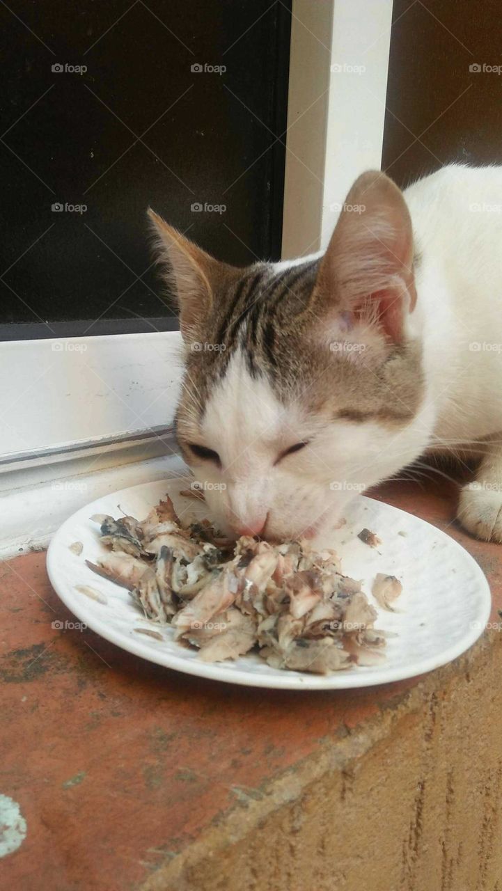 Beautiful cat eating meal.