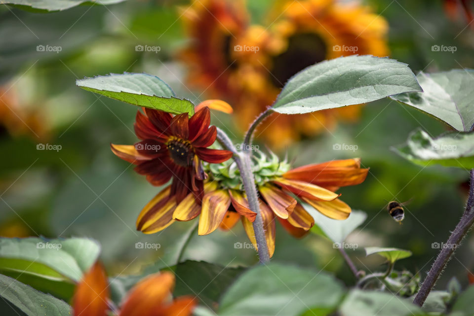 sunflowers bees and bumblebees