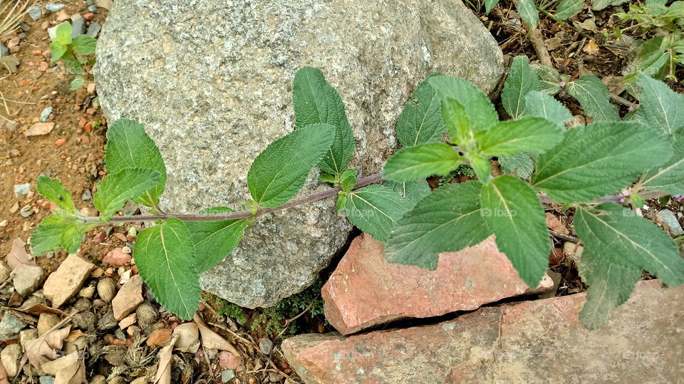 FOLHAS VERDES PEDRAS