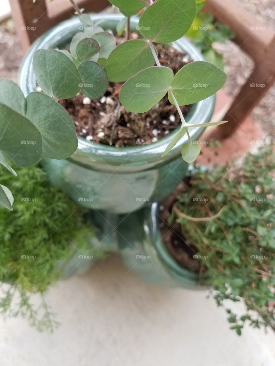 Leaf, Flora, Growth, Soil, Pot