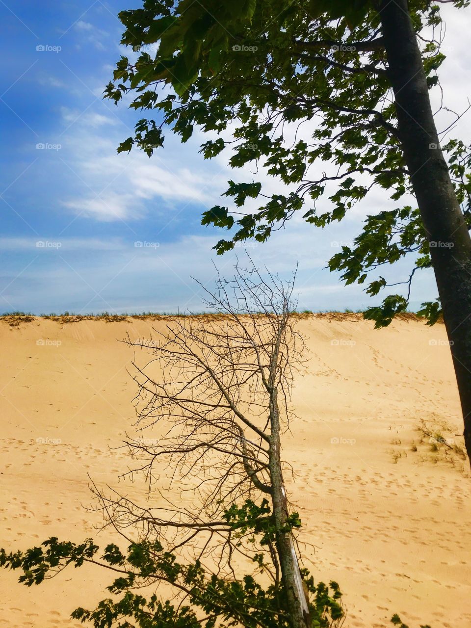 Tree on a sand dune—taken in Ludington, Michigan 