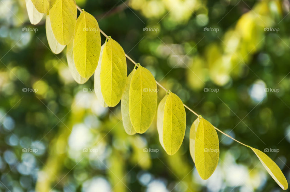 Autumn leaves