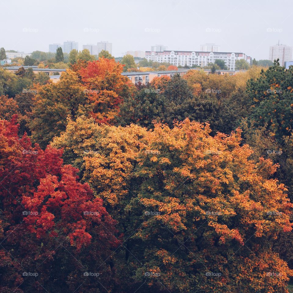 Autumn trees in the big city. Colorful nature from
above in fall with building skyline in background