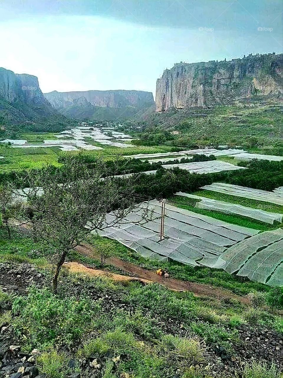 A very beautiful picture, and there is no better picture than it. There is no better picture of green herbs and colorful, red and white roses than it. Glory be to God, the natural and picturesque view, and there is no more