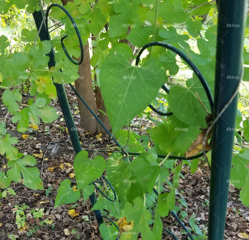 Leaf, Growth, Nature, Flora, Agriculture