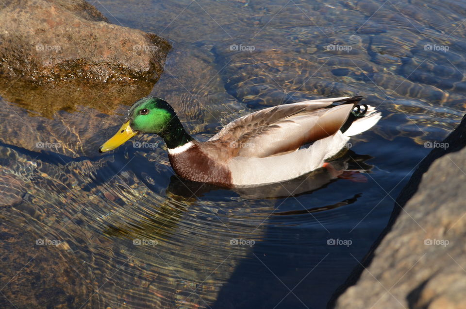 Mallard duck