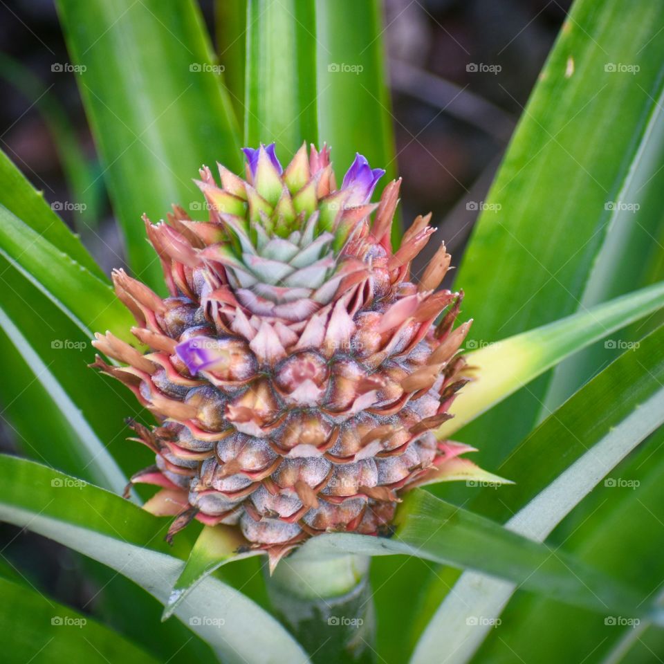 Baby pineapple growing in my front yard.