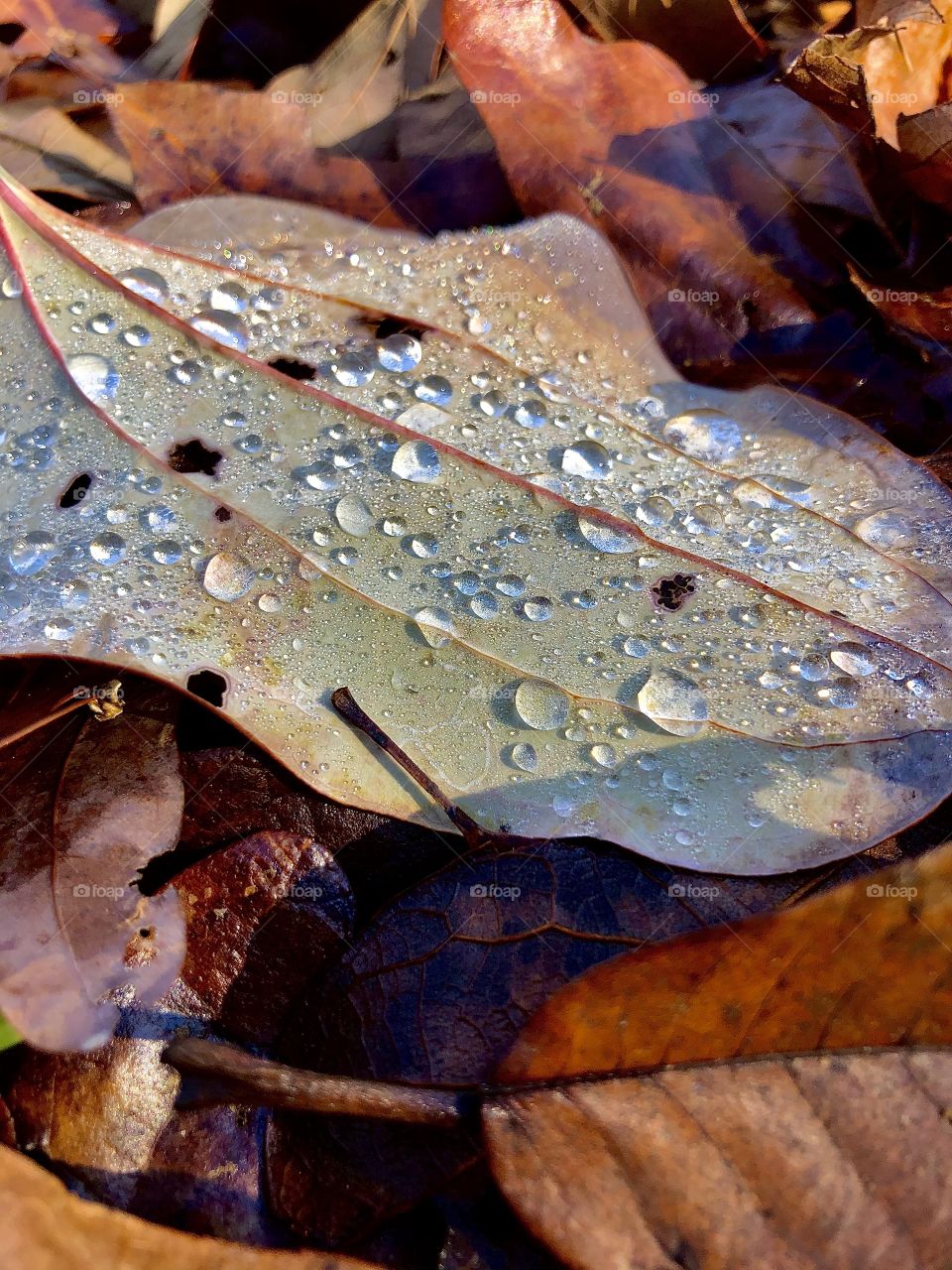 Sunlight on raindrops 