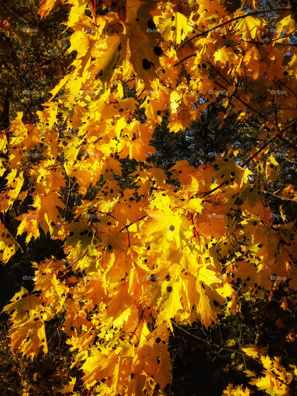 Fall, Leaf, No Person, Tree, Nature
