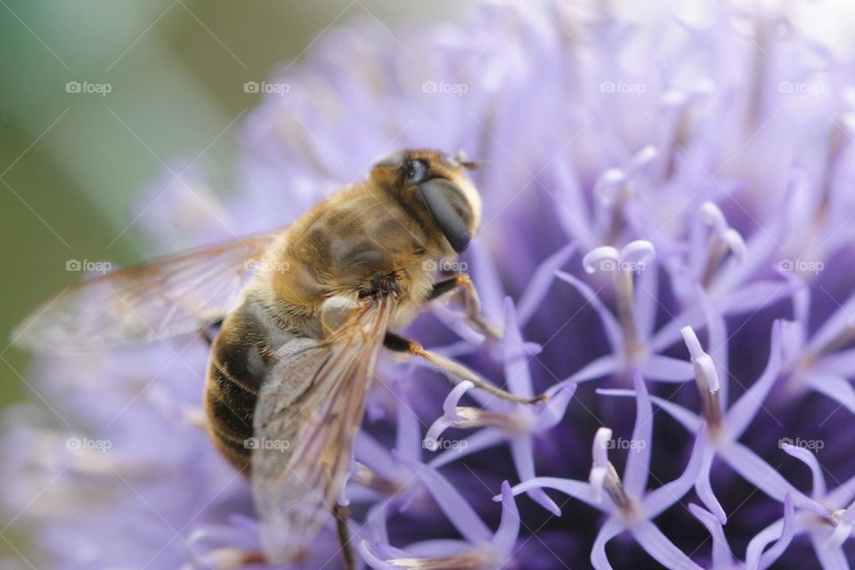 Bee pollinating on purple flower