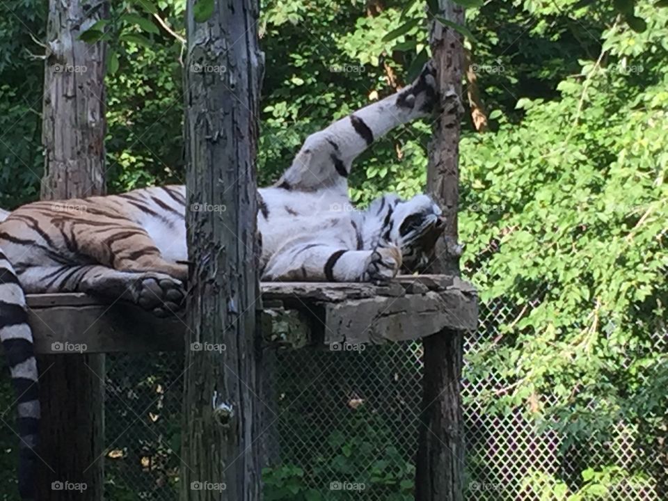 Tiger nap 