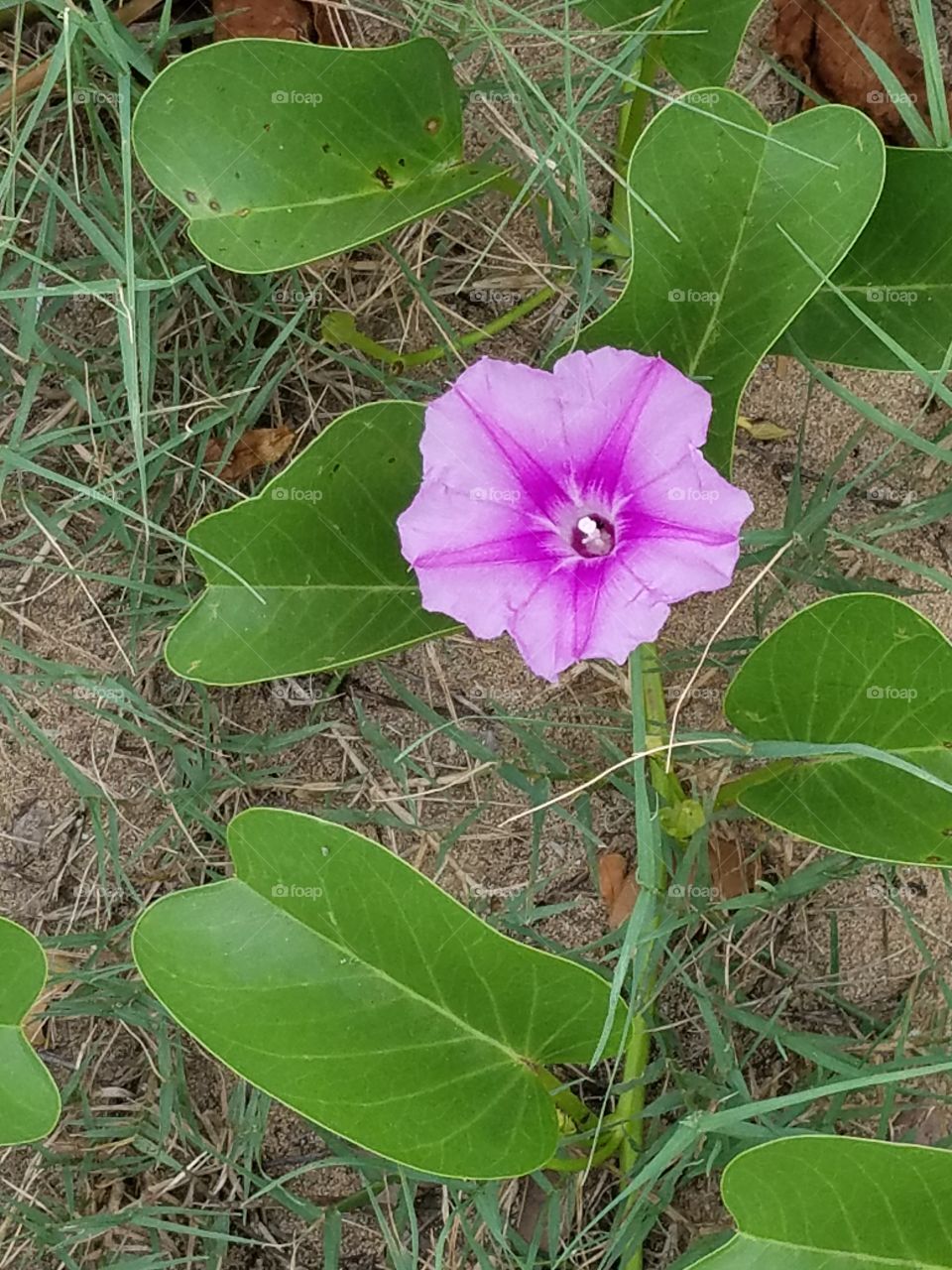 Maui, beach flower