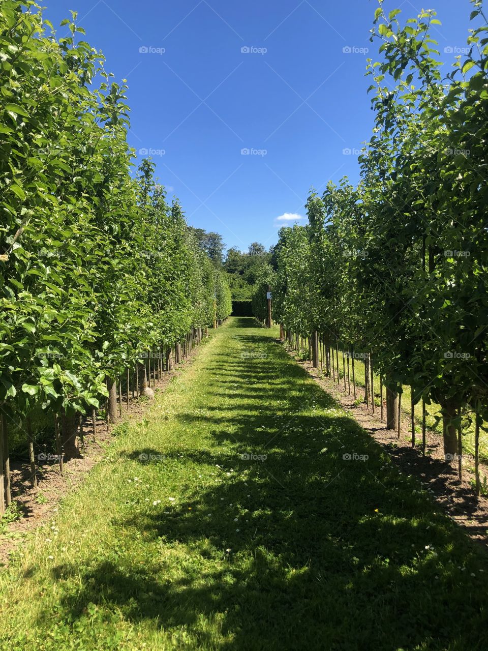 Straight rows of young apple trees