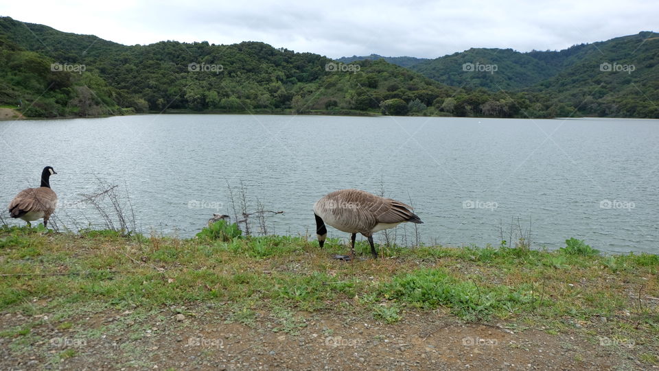 Duck feeding by a lake