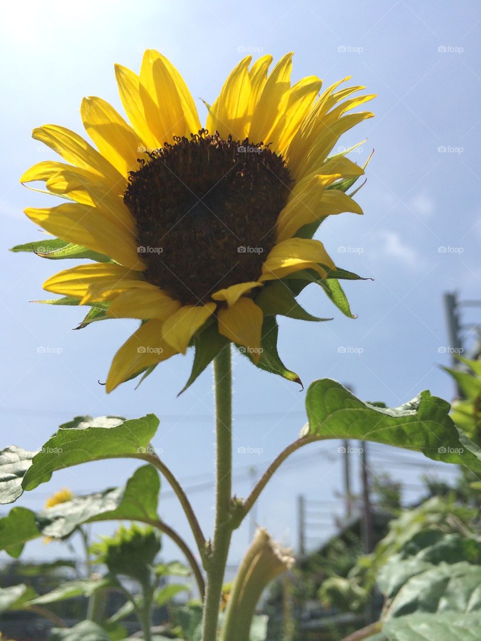 Sunflower in blue sky