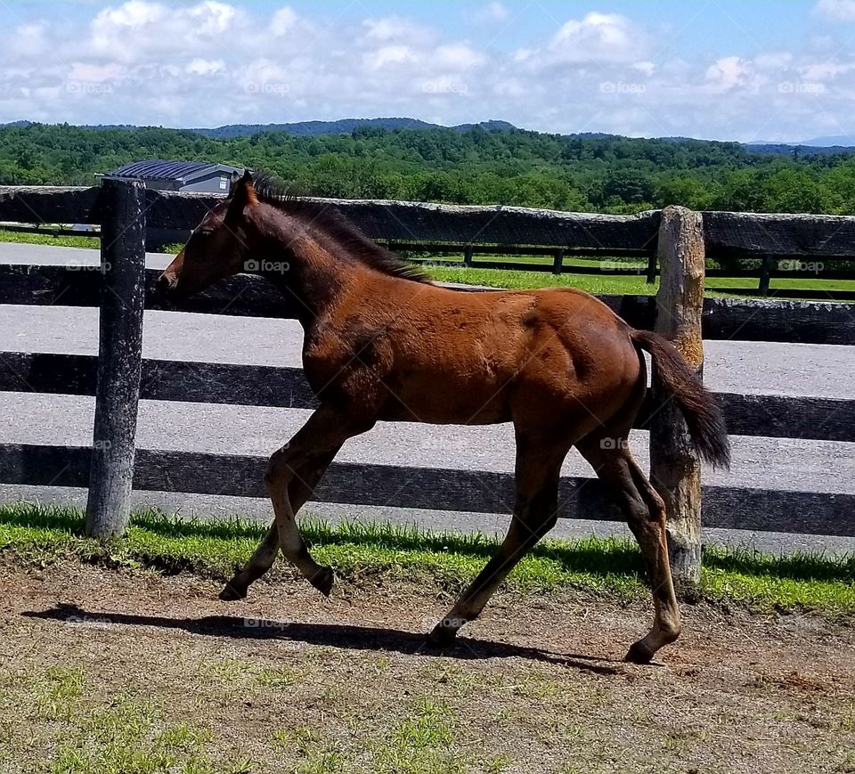 Horse, Mare, Mammal, Stallion, Equine