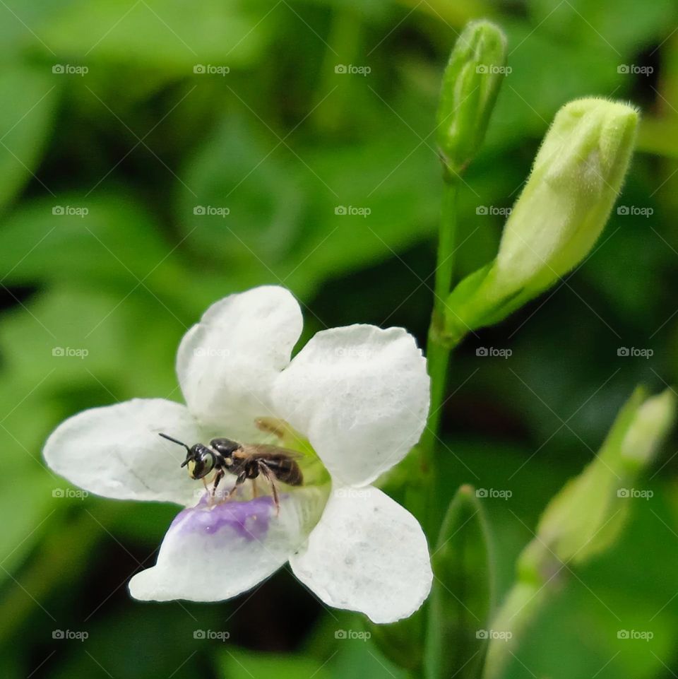 Bee resting on little flower