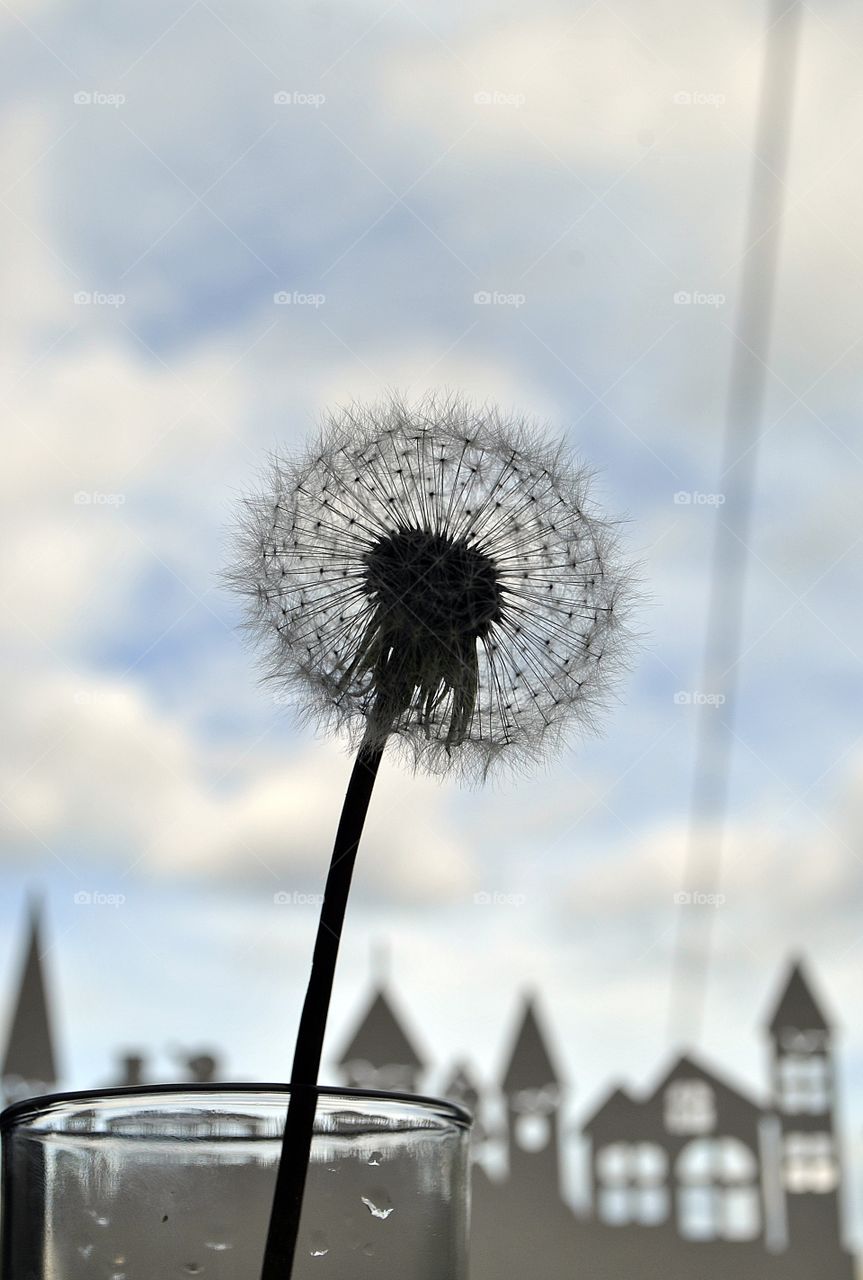 Dandelion