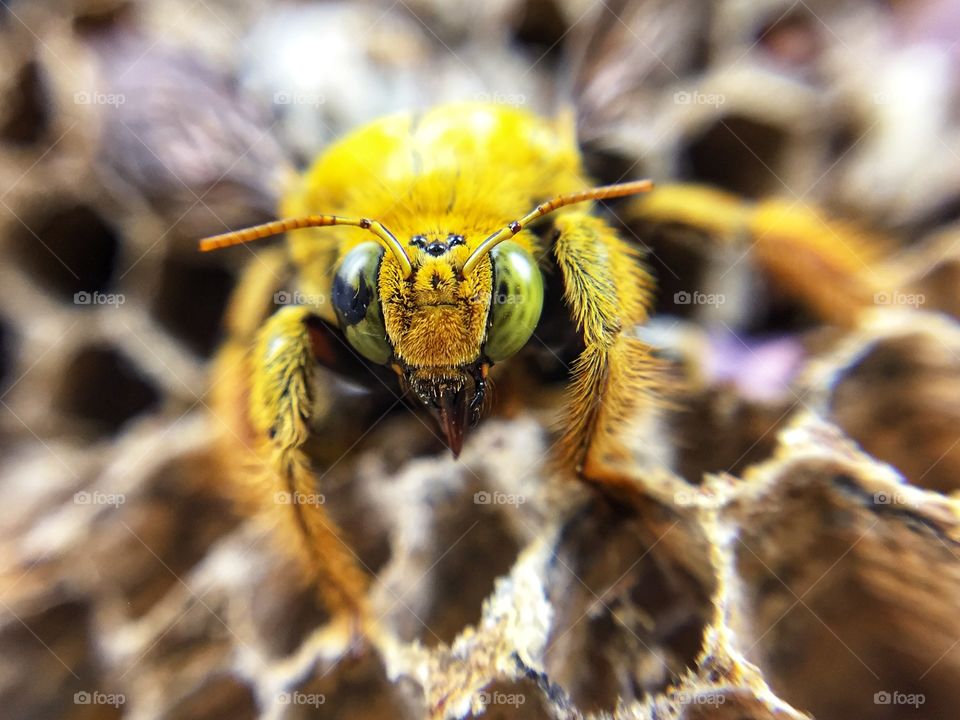 Beautiful macro photo of bee