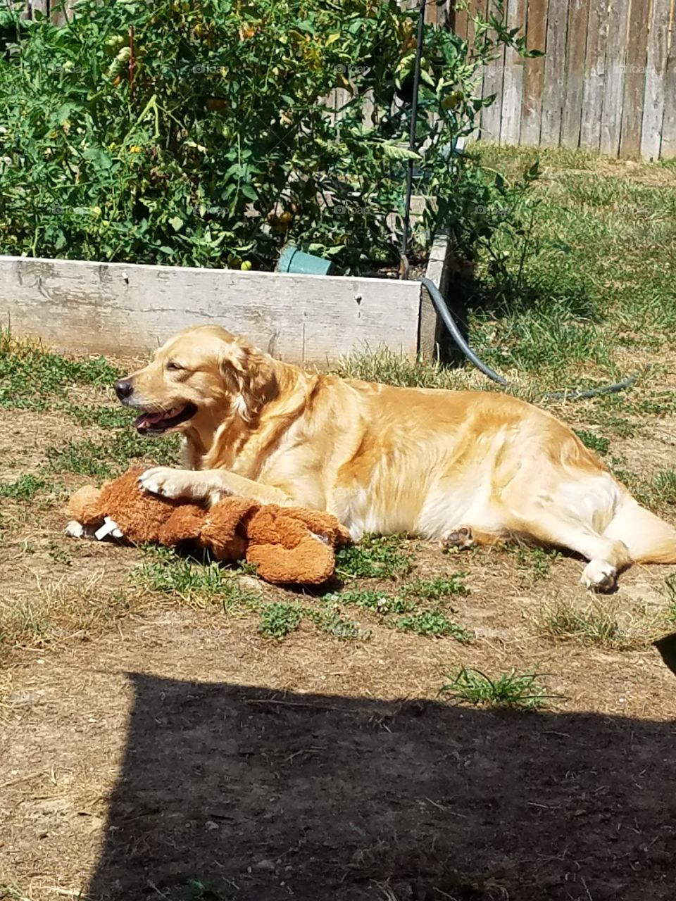 golden retriever dog resting in the sun with a toy