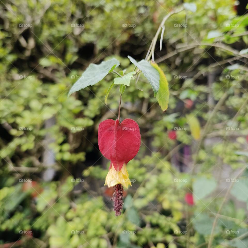 Qingshan Farm, Taiwan, red lanterns